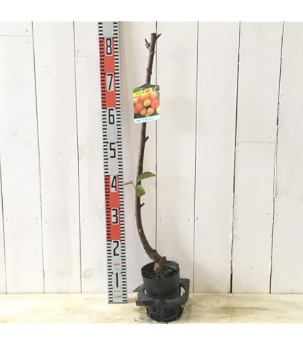 Amazon.co.jp: さくらんぼ苗木 佐藤錦とナポレオン 受粉樹セット : DIY